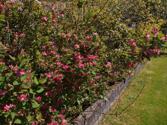 Вейгела бристол руби