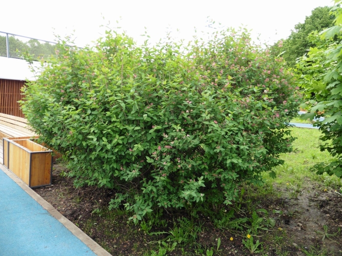 Жимолость плодовая куст