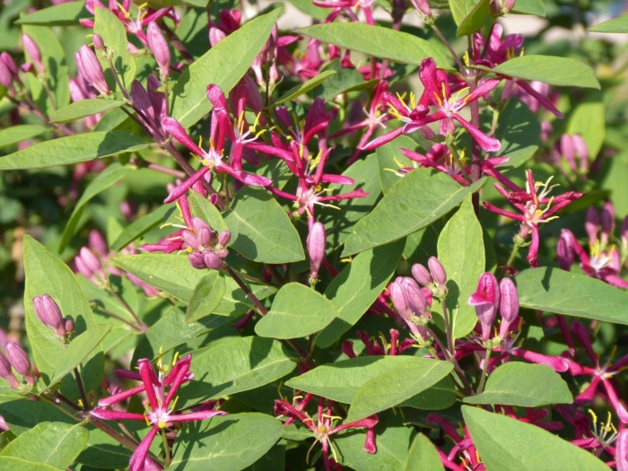 Lonicera tatarica жимолость татарская