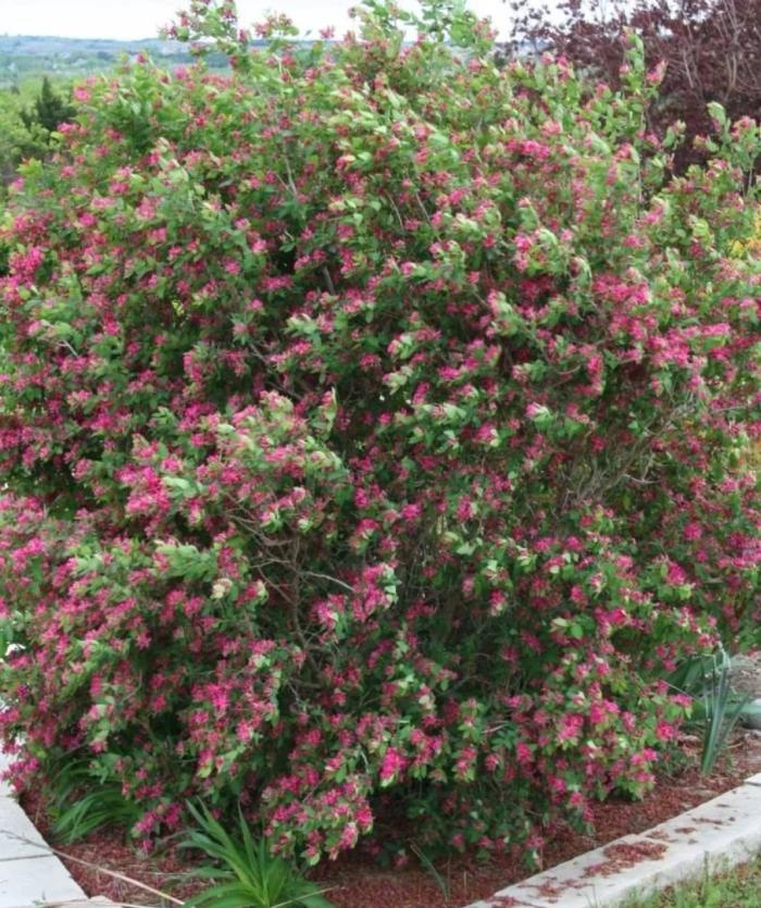 Вейгела цветущая бристоль руби