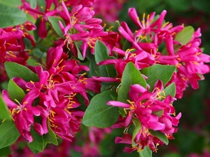 Жимолость татарская арнольд ред