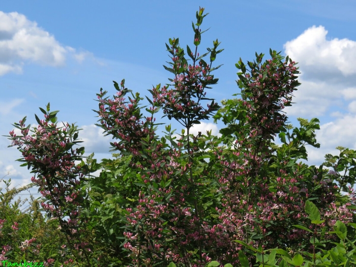 Lonicera tatarica жимолость татарская