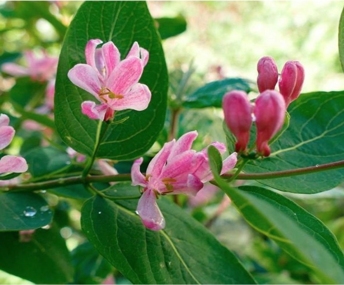 Жимолость татарская розеа