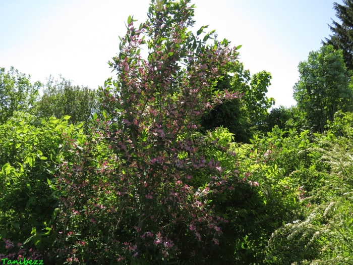 Lonicera tatarica жимолость татарская