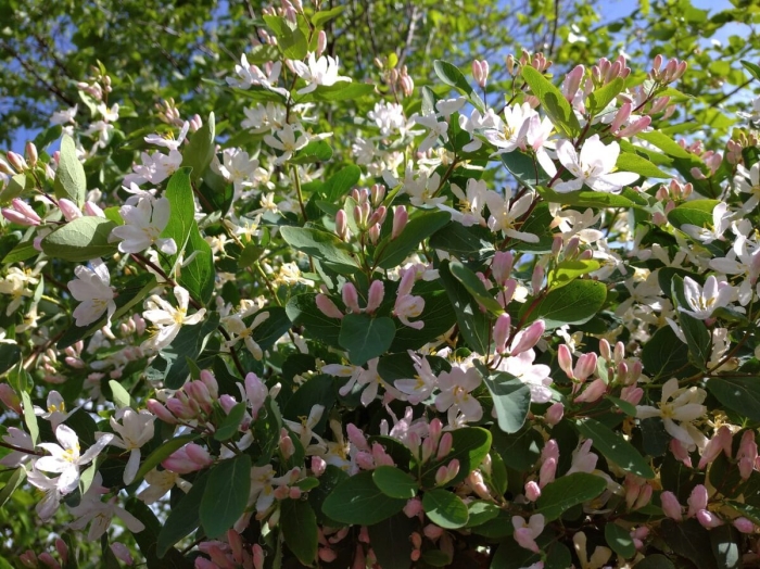 Жимолость татарская