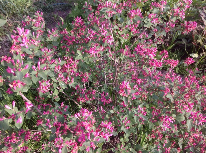 Lonicera tatarica жимолость татарская