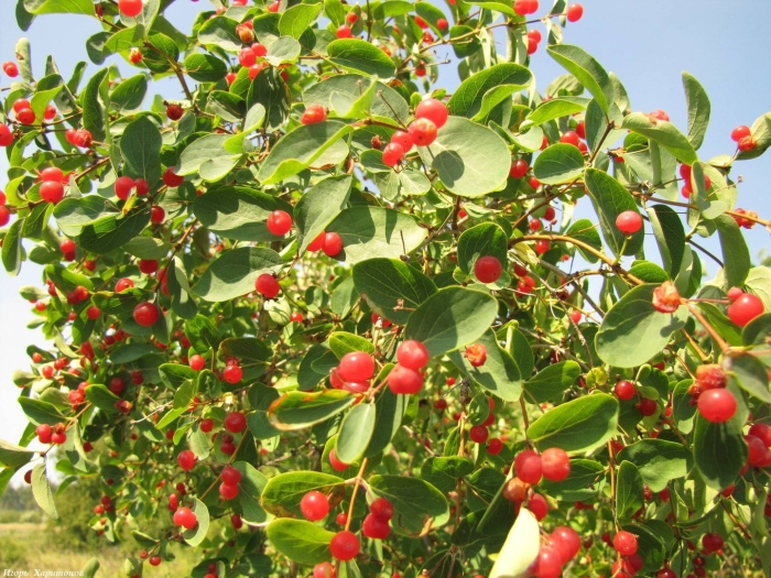 Жимолость альпийская