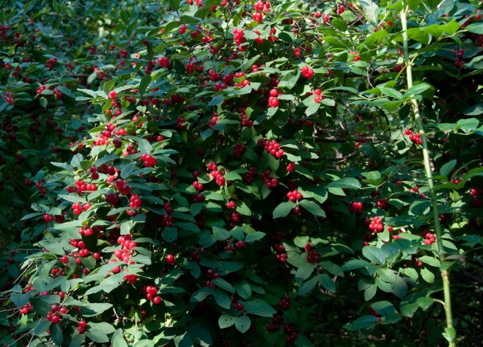 Жимолость взрослый куст