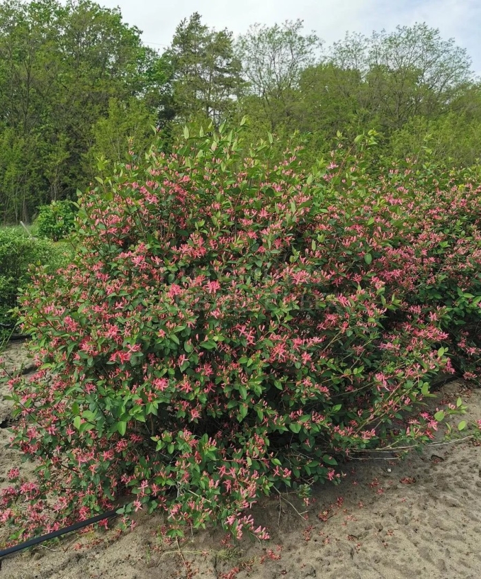 Жимолость татарская арнольд ред