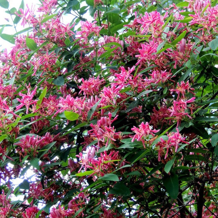 Жимолость вьющаяся серотина