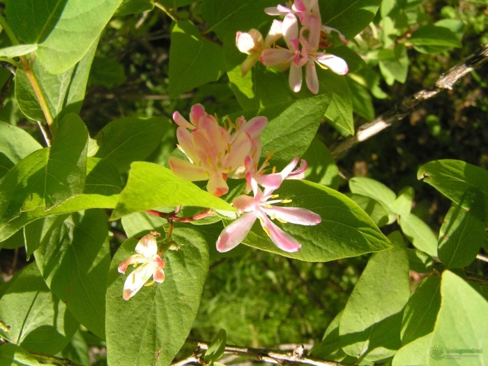 Lonicera tatarica жимолость татарская