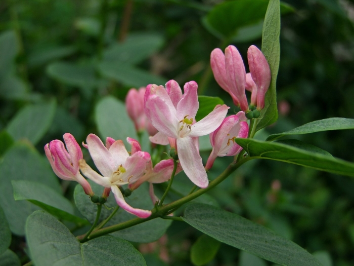 Lonicera tatarica жимолость татарская
