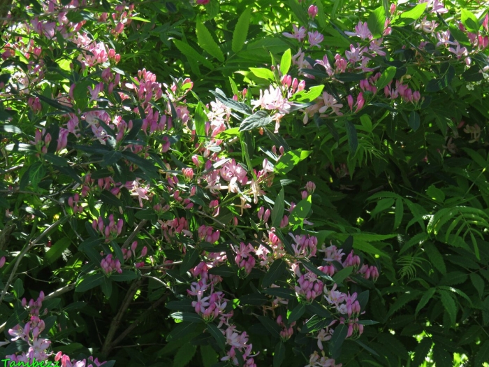 Жимолость татарская казанова