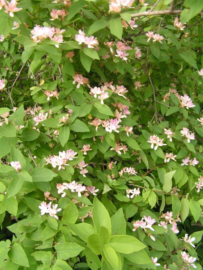 Lonicera tatarica жимолость татарская