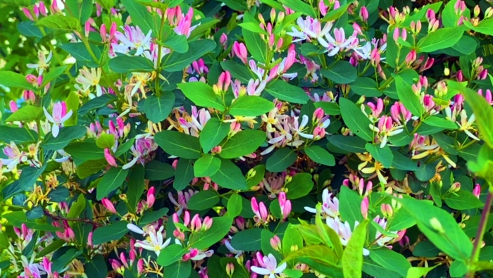 Жимолость татарская каприфоль