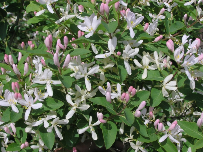 Lonicera tatarica жимолость татарская