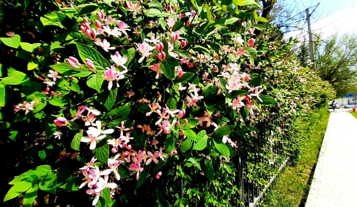 Жимолость каприфоль живая изгородь