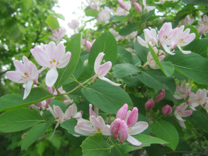 Жимолость татарская ягоды