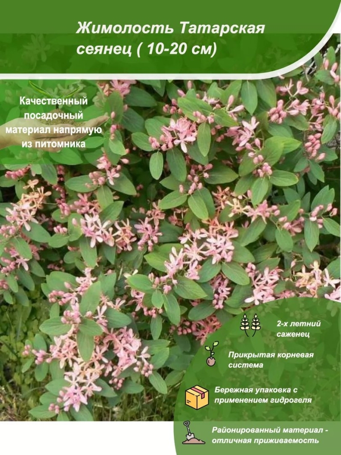 Lonicera tatarica жимолость татарская