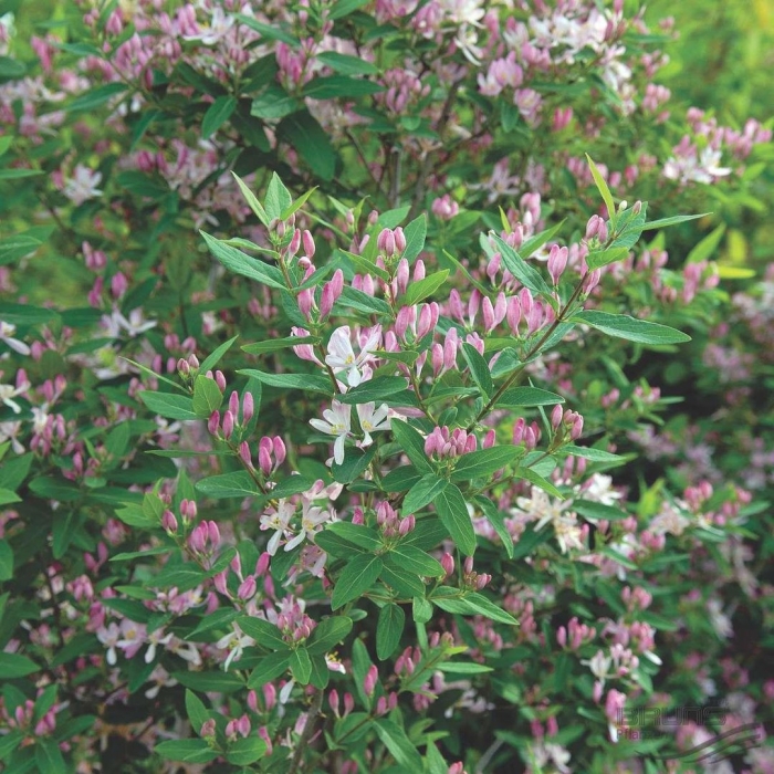 Жимолость татарская куст