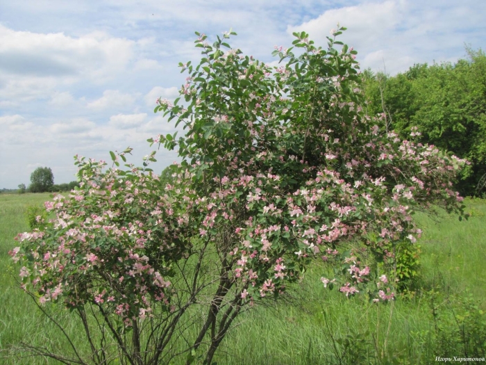 Lonicera tatarica жимолость татарская