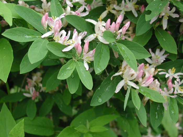Lonicera tatarica жимолость татарская