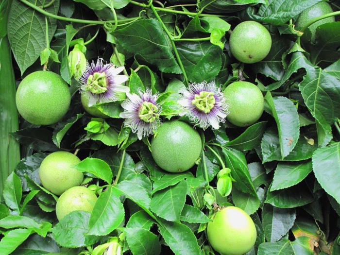 Пассифлора инкарната