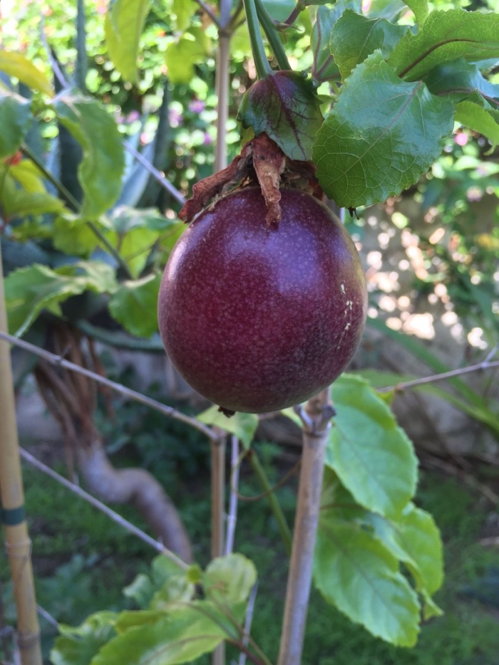 Passion fruit