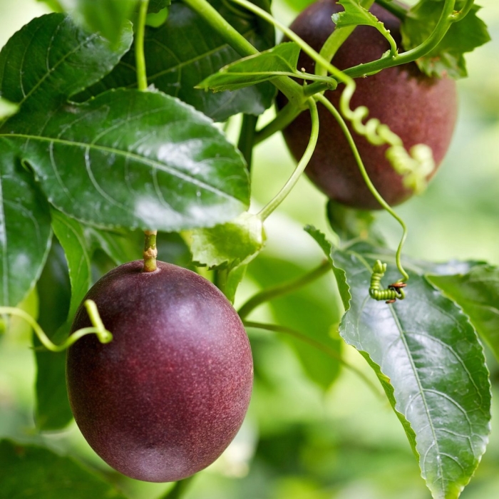 Маракуйя плод