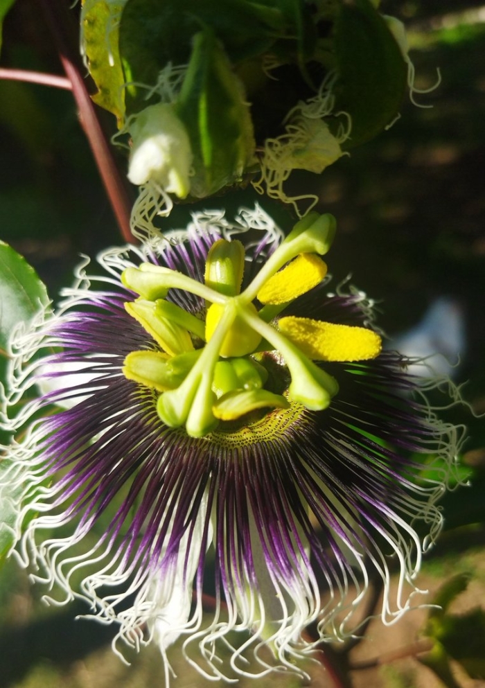 Пассифлора эдулис фредерик