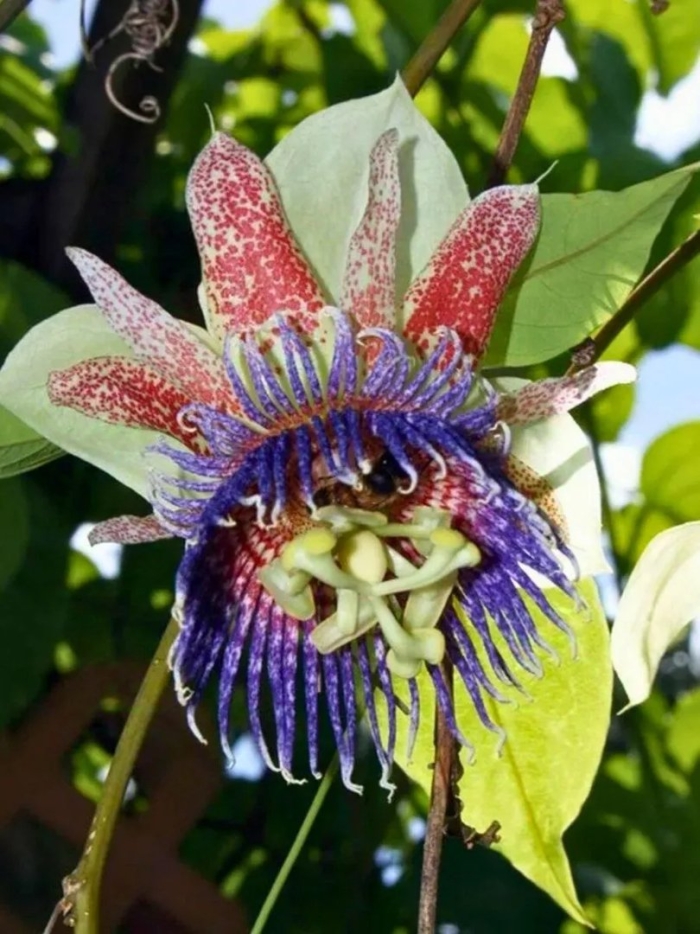Passiflora maliformis