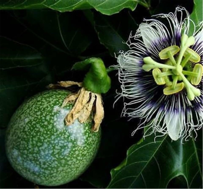 Маракуйя пассифлора фрукт