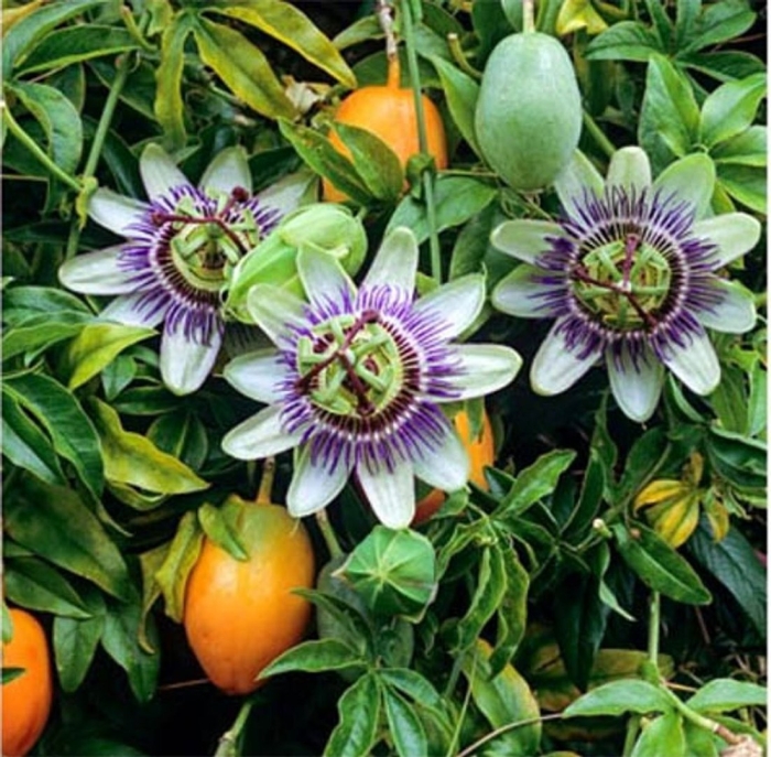 Пассифлора кавалерская звезда