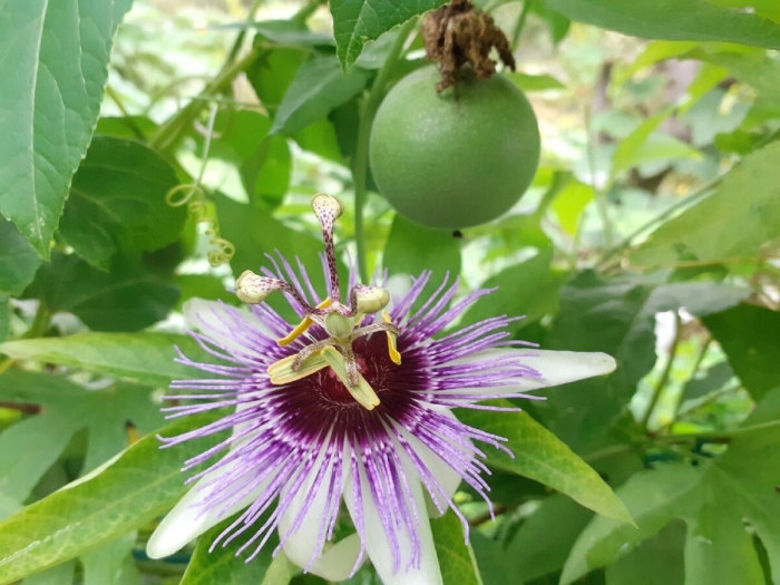 Пассифлора эдулис
