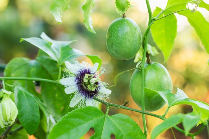 Маракуйя дерево