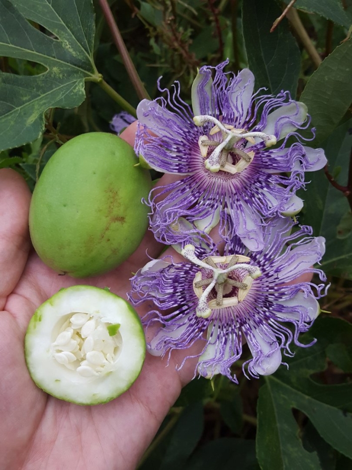 Passiflora incarnata