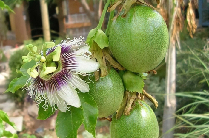 Пассифлора северная маракуйя