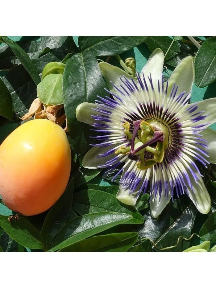 Пассифлора маракуйя