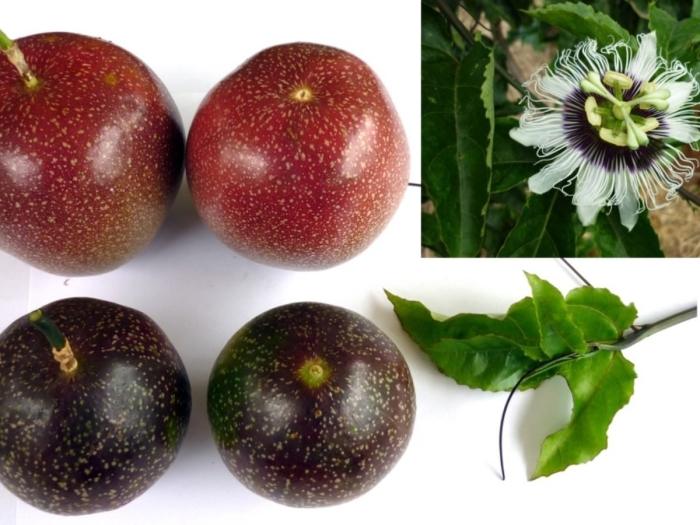 Маракуйя пассифлора съедобная