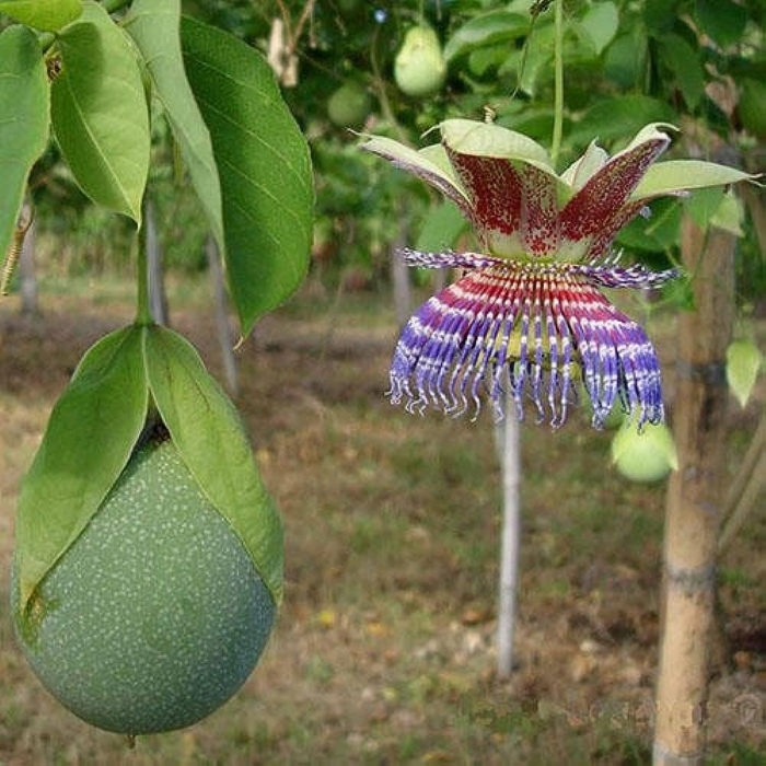 Пассифлора плоды маракуйя