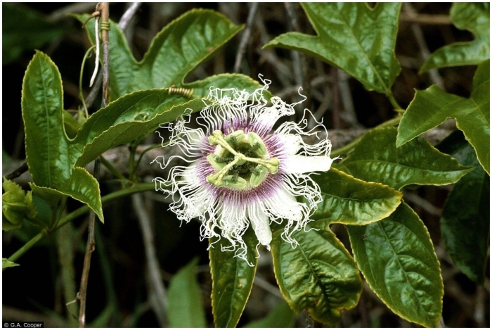 Пассифлора эдулис фредерик