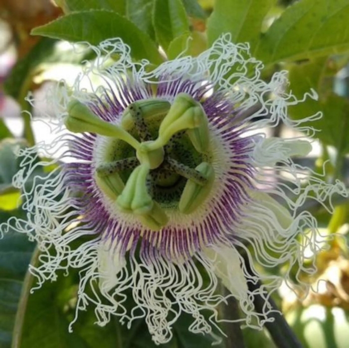 Passiflora edulis