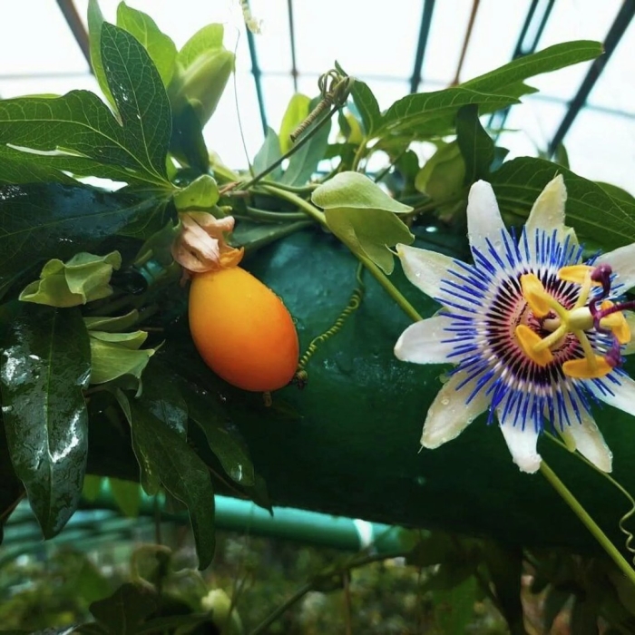 Пассифлора голубая кавалерская звезда