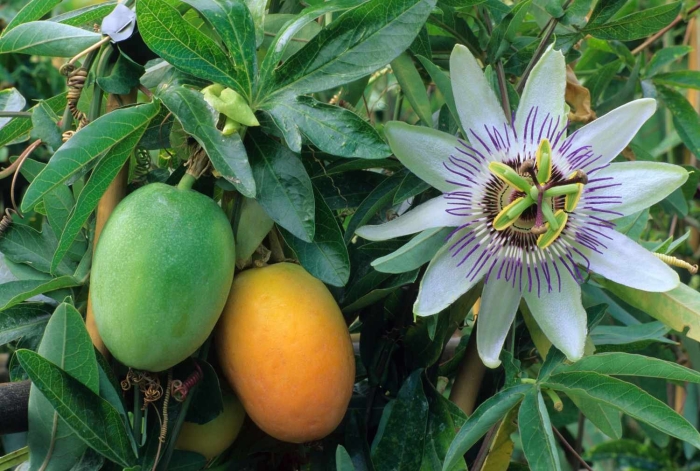 Маракуйя гранадилла