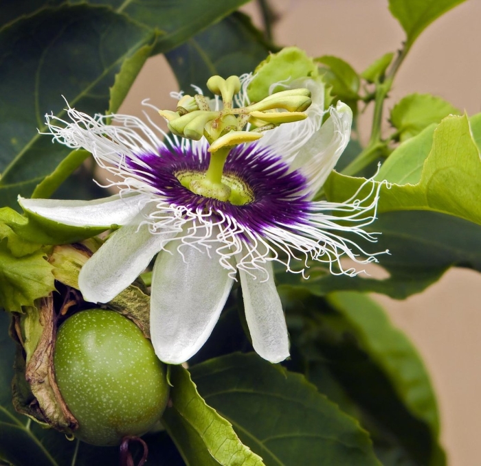 Цветок пассифлора