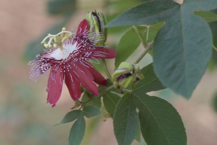 Цветок пассифлора страстоцвет