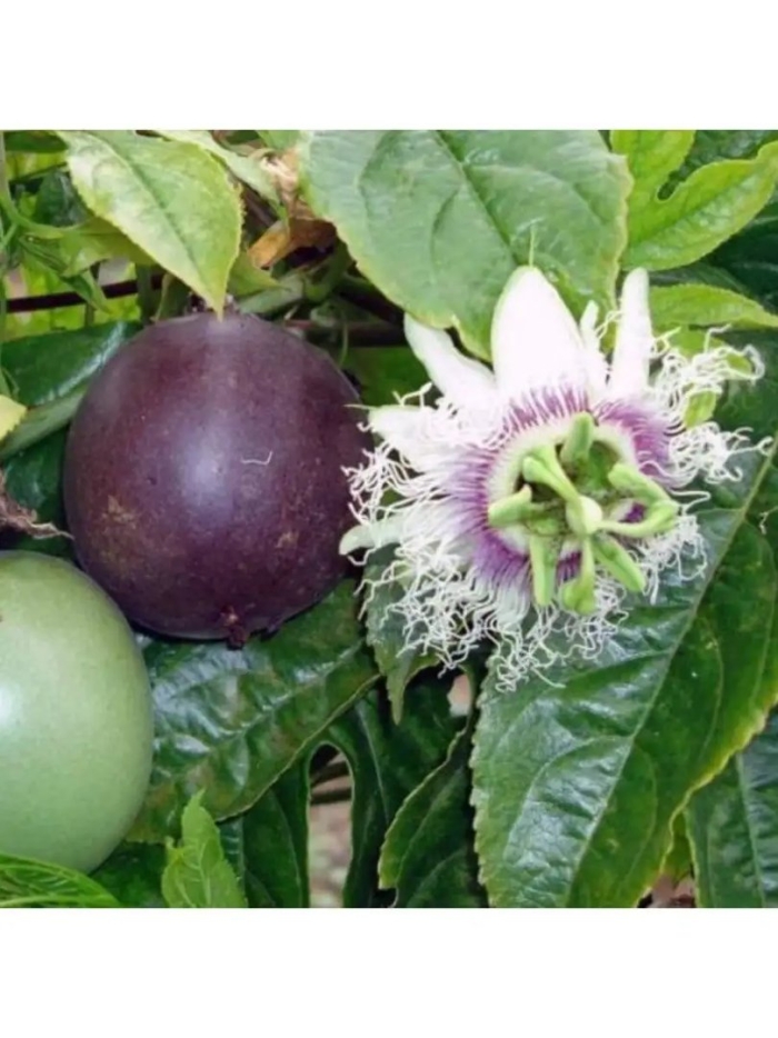 Маракуйя пассифлора