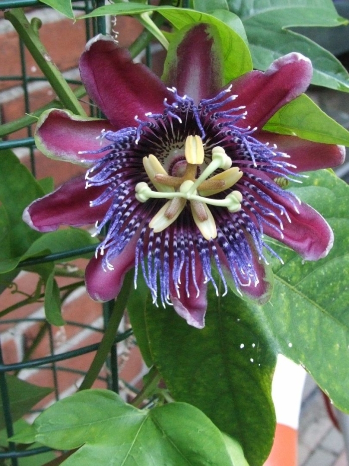 Пассифлора маракуйя
