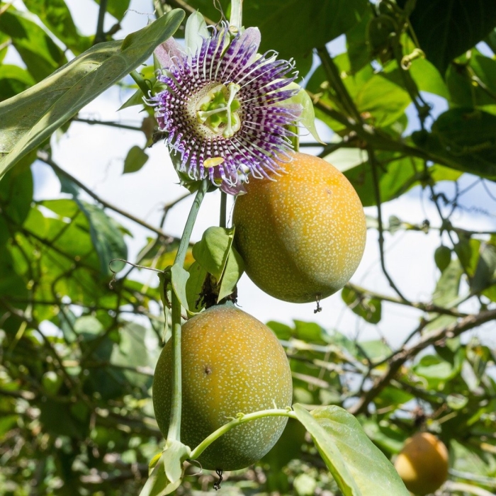 Пассифлора сладкая гранадилла