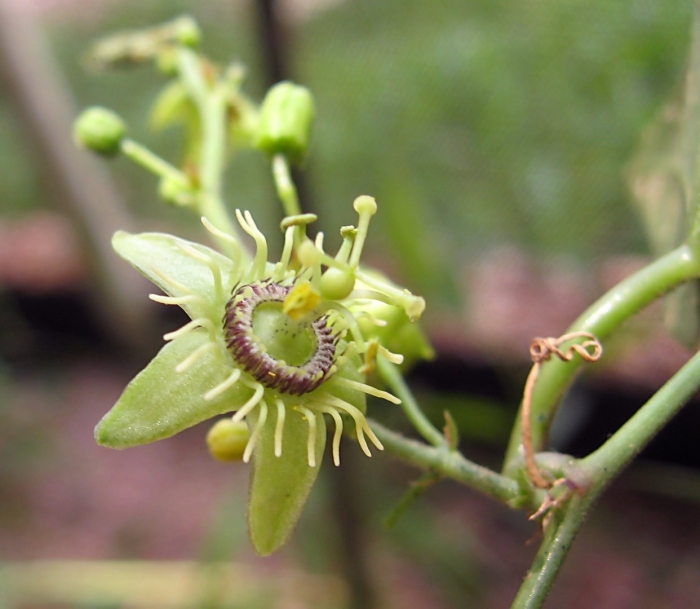 Passiflora suberosa